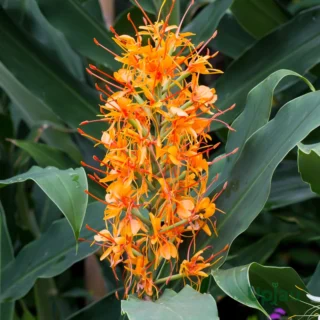 Hedychium Ginger Lily Orange Bulb