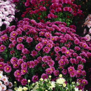 Purple Chrysanthemum /Guldavari/ Guldaudi Multiflora Sapling