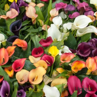 Calla Lily Bulb Mix Color