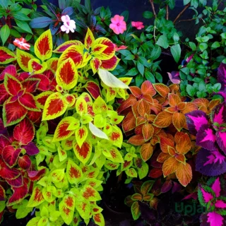 Coleus Wizard Mix F1 Hybrid Seeds (15 Seeds)