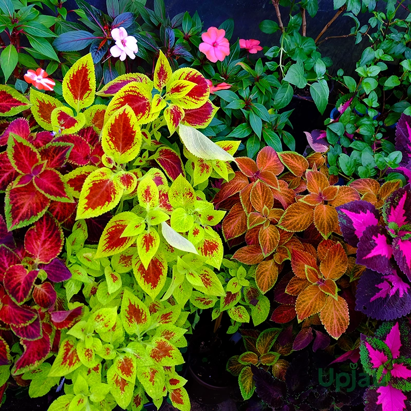 Coleus Wizard Mix F1 Hybrid Seeds (15 Seeds)
