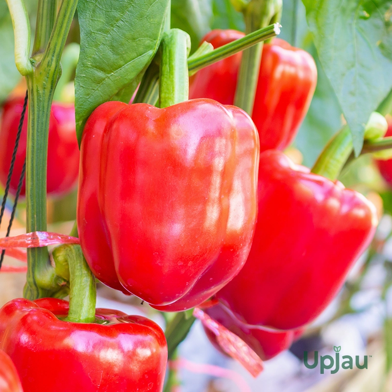 Capsicum (Red) Seeds F1 Hybrid (10–12 Seeds)