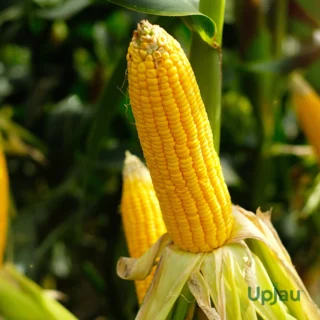 Sweet Corn Seeds F1 Hybrid (20 Seeds)