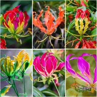 Gloriosa Mix Color Bulb (Pack of 5)
