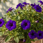 Petunia blue F1 seeds with vibrant blue flowers blooming