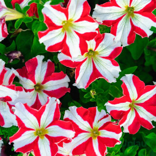 Petunia Rose Star Mix Seeds Hybrid F1 (50 Seeds)