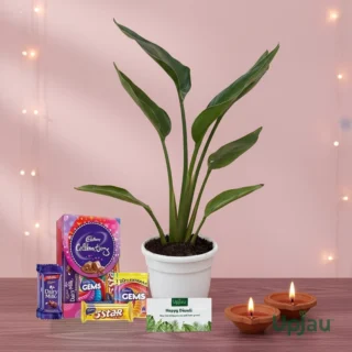 Diwali Gift Box- Bird of Paradise Plant With Card