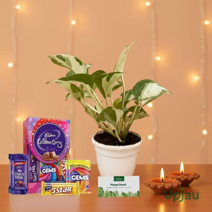 Diwali Gift Box- Marble Money Plant With Card