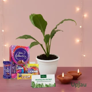 Diwali Gift Box- Peace lily With Card