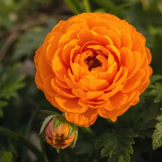 Orange Ranunculus / Buttercup Flower Bulb