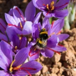 Saffron / Crocus bulbs (Imported) - Blue