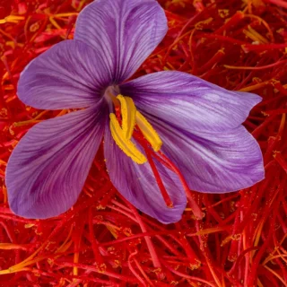 buy best saffron crocus sativus bulbs