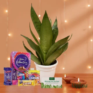 Diwali Gift Box- Snake Plant With Card