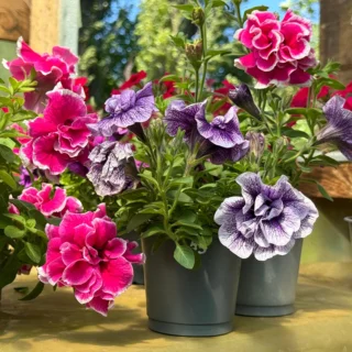 Double Petal Petunia Flowering Plant Sapling (Any color)