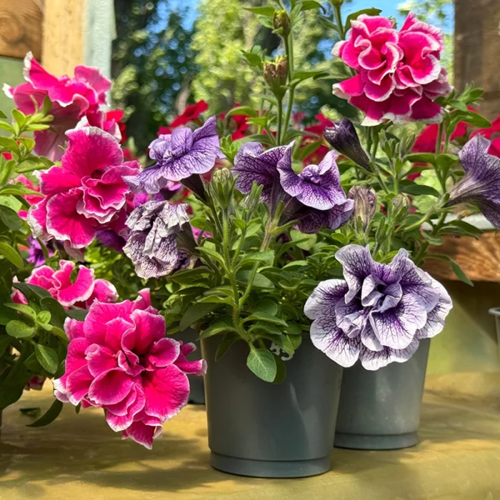 double petunia flower plant online