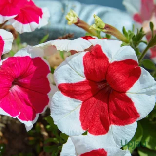 Petunia Picotee flowering plant with two-toned blooms