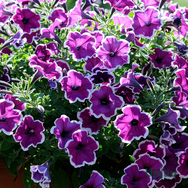 Petunia Picotee Sapling (Any Color) - Image 2
