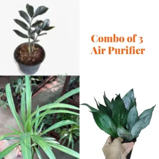 Combo of 3 Air Purifier Plant