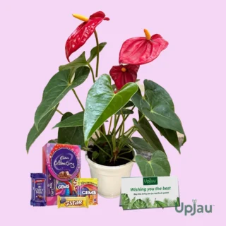 Anthurium Gifting Plant ( Heart shape Flower)