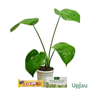 New Year Gift with Monstera Swiss Chesse