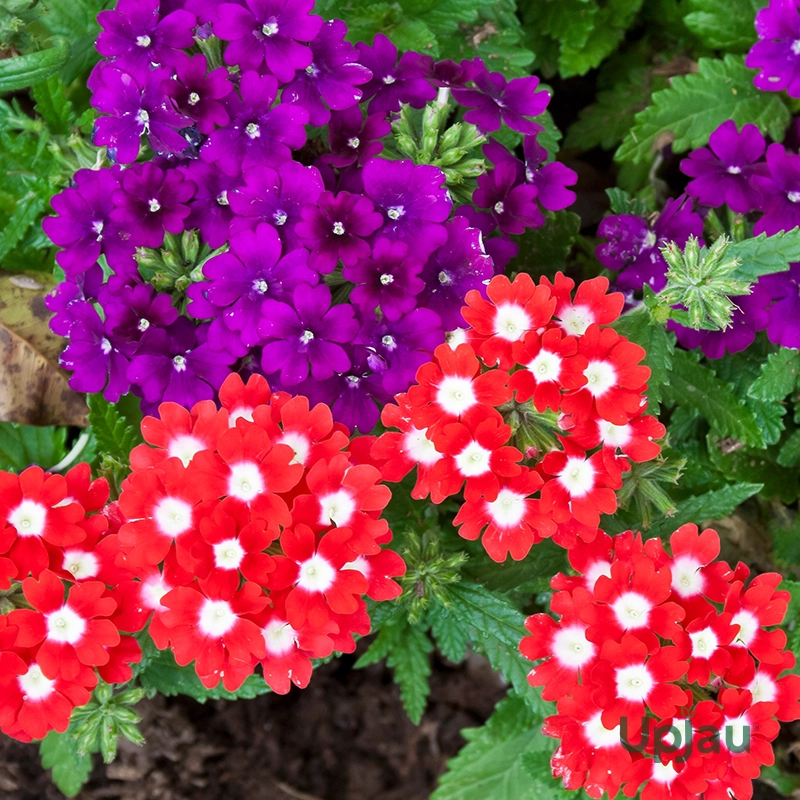 Verbena Seeds F1 Hybrid (15 Seeds)