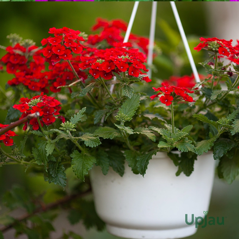 Verbena Seeds F1 Hybrid (15 Seeds) - Image 3