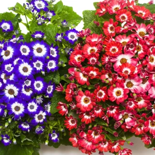 buy Florist's Cineraria flower plant sapling online in India at Upjau