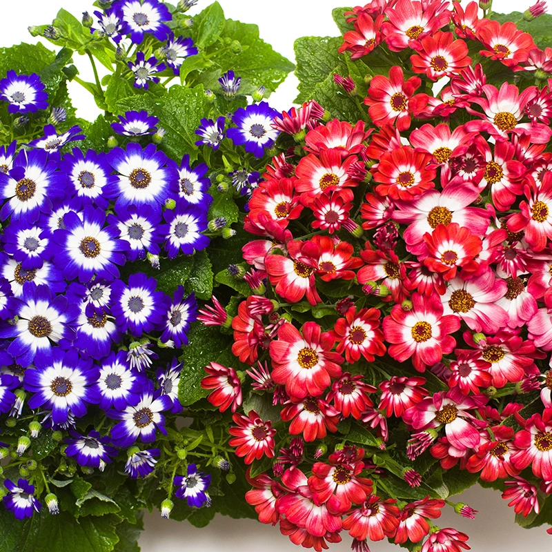 buy Florist's Cineraria flower plant sapling online in India at Upjau