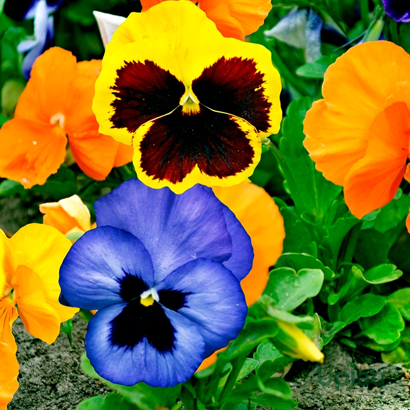 buy pansy flower plants online in India