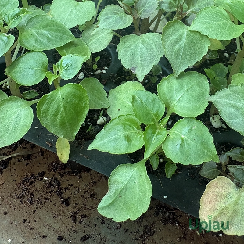 Impatiens/ Garden Rose Balsam Sapling (Any color) - Image 2