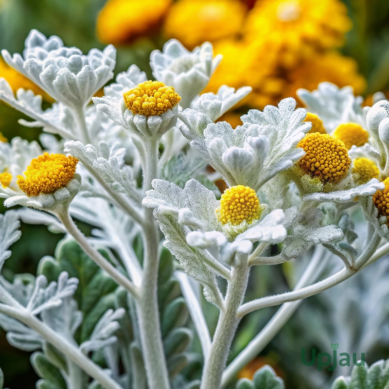 Cineraria Sapling (Any color) - Image 2