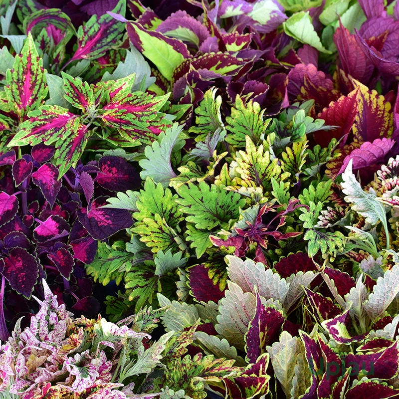 Buy coleus flower plant saplings online in India from Upjau