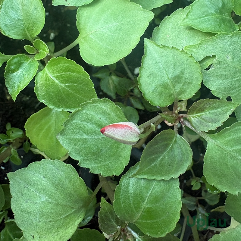 Impatiens/ Garden Rose Balsam Sapling (Any color) - Image 3