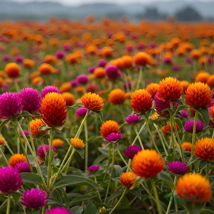 buy gomphrena flower plant online in India