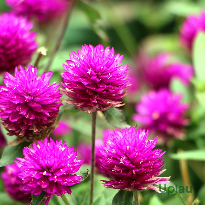 Gomphrena Plant Sapling (Any color) - Image 3