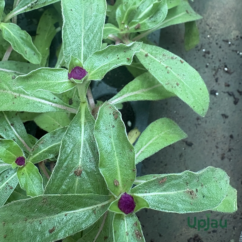 Gomphrena Plant Sapling (Any color) - Image 2