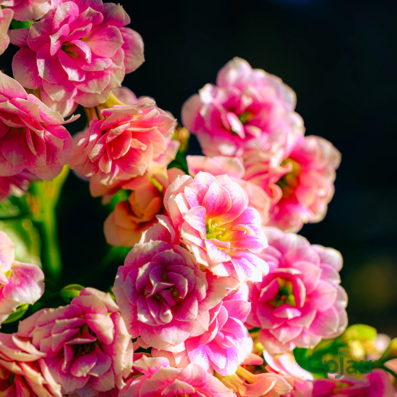 Valentine Red Flower plant Gift Kalanchoe - Image 2