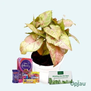 Syngonium Confetti – Best New Year 2026 Gift Plant in India