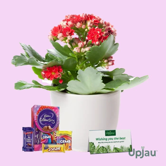 Valentine Red Flower plant Gift Kalanchoe