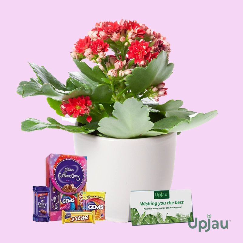 Valentine Red Flower plant Gift Kalanchoe