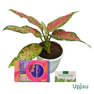buy aglaonema china or lady valentine plant online in India - New year Plant Gift 2026