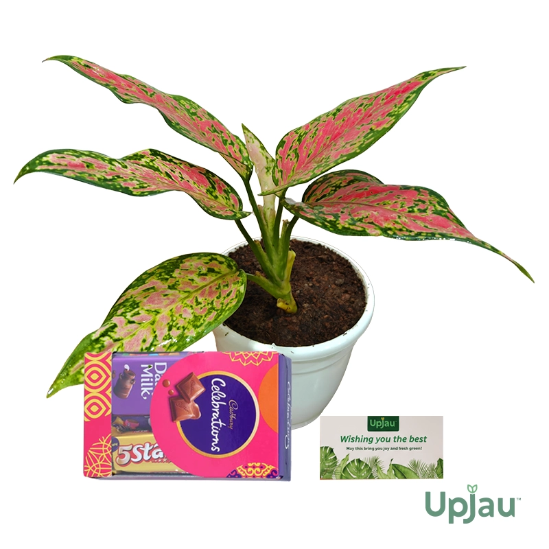 buy aglaonema china or lady valentine plant online in India - New year Plant Gift 2026