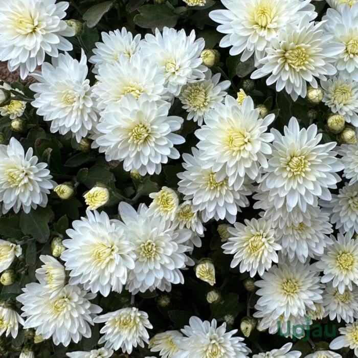 White Chrysanthemum/ Guldavari/ Guldaudi Multiflora Sapling