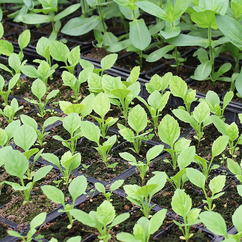 China Aster Flower Plant Sapling (Any Color) - Image 3