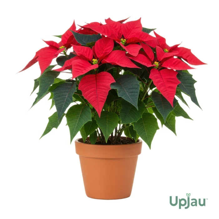 Buy Poinsettia Flower Plants Sapling Online in India