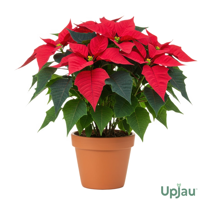 Buy Poinsettia Flower Plants Sapling Online in India