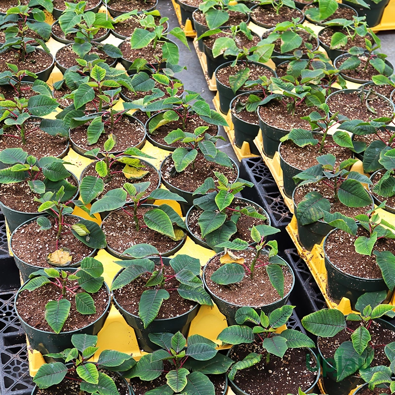 Poinsettia Sapling (Any Color) - Image 2