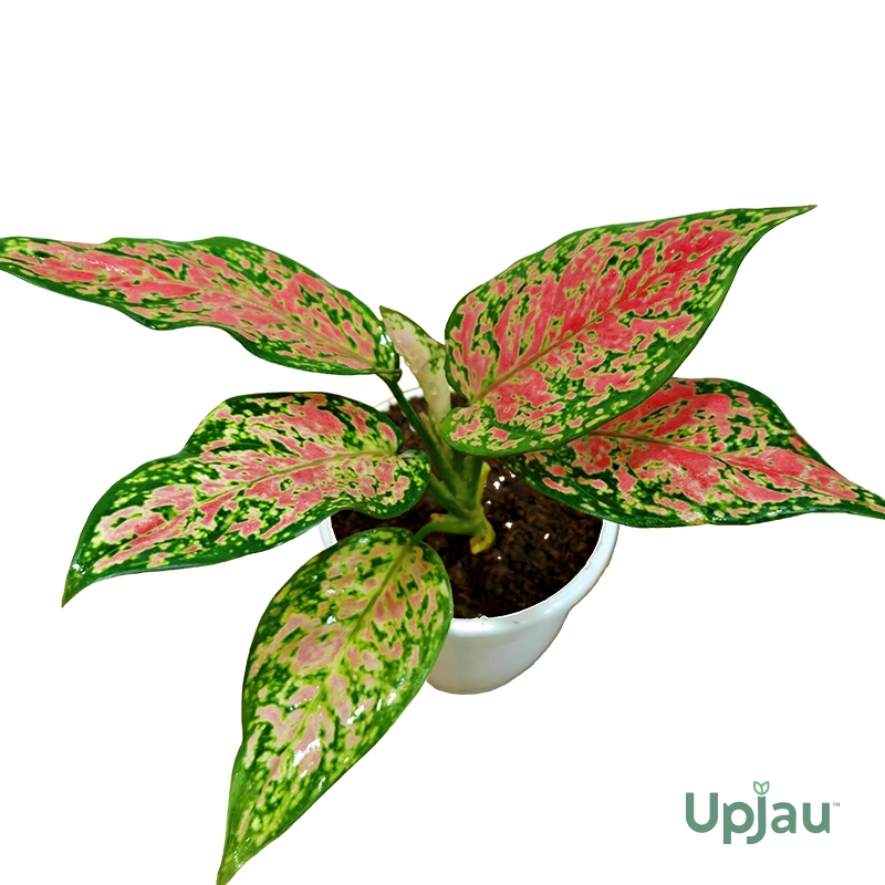 New Year Gift with Aglonema Chinese - Image 2