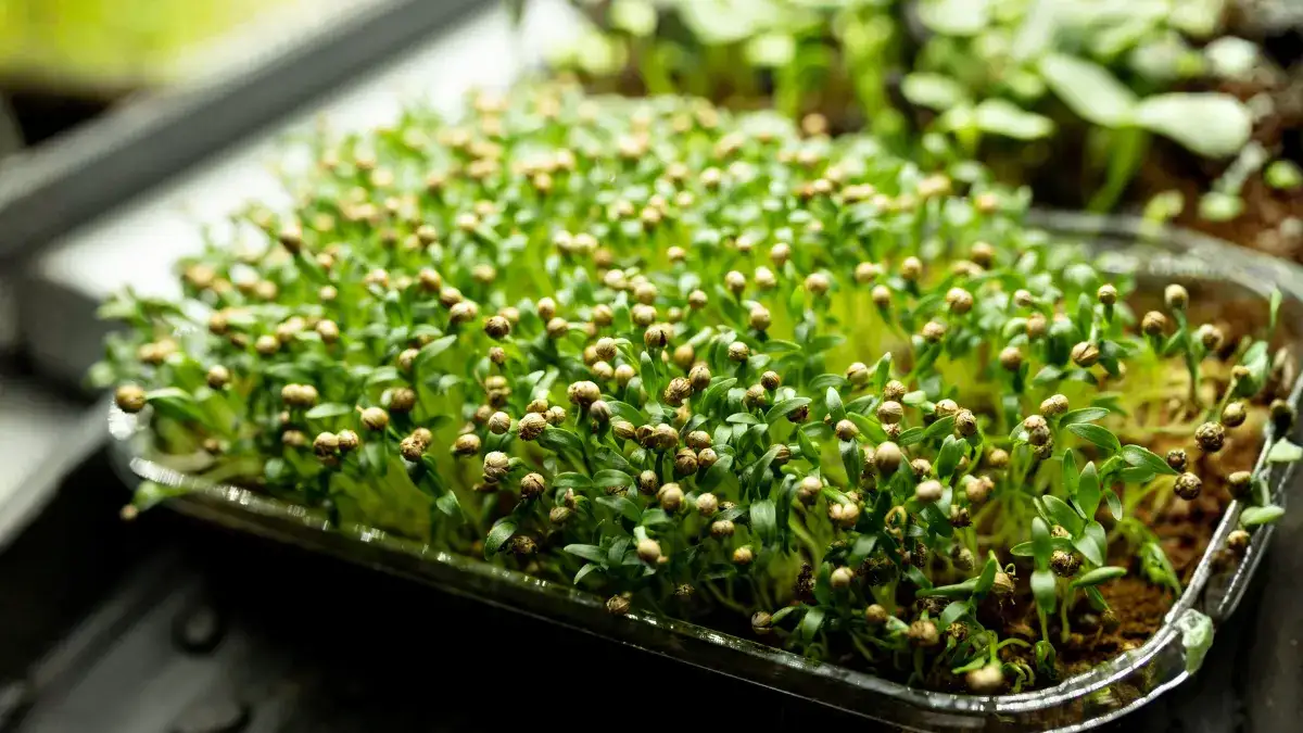 how-to-grow-coriander-at-home-india