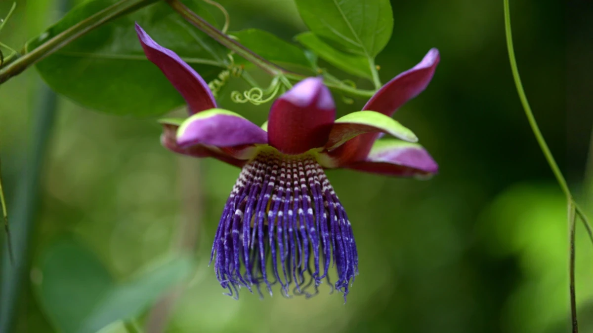 krishna-kamal-plant-passiflora-flower-india